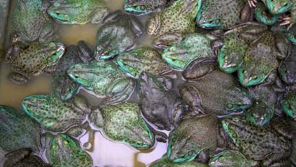 Soupe de grenouille pour l’âme